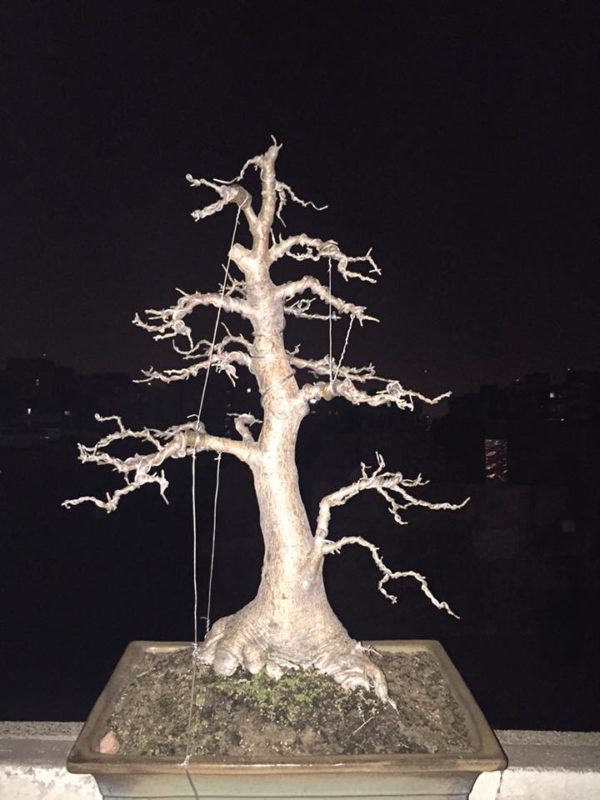 Bonsai 17
